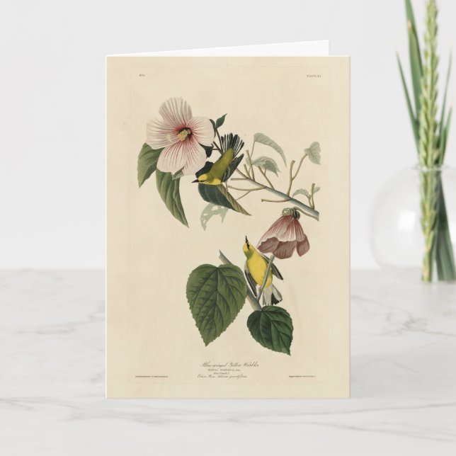 Blauflügelige Gelbe Warbler - Audubon Birds Amerik Karte (Vorderseite)