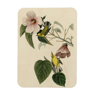Blauflügelige Gelbe Warbler - Audubon Birds Amerik Magnet