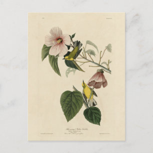 Blauflügelige Gelbe Warbler - Audubon Birds Amerik Postkarte