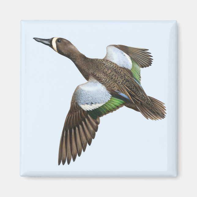Blauflügeliges Aquamarines Magnet (Vorne)