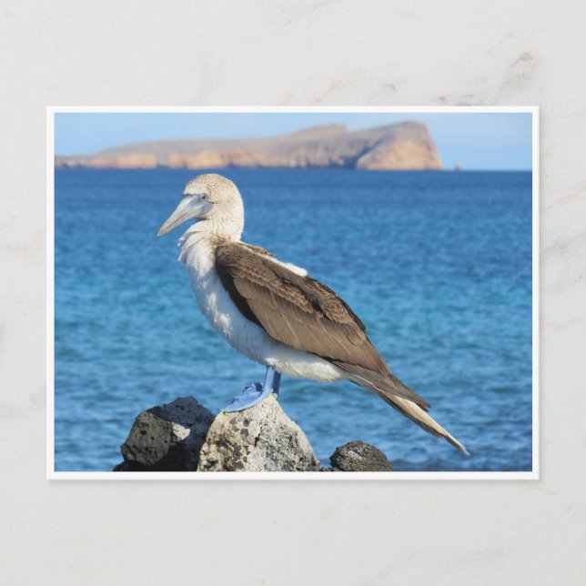 Blaufuß Postkarte (Vorderseite)