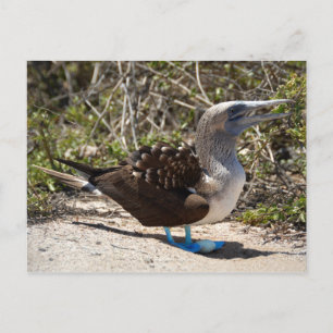 Blaufuß-Tölpel mit Ei Postkarte