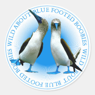 Blaufüßige Boobies Runder Aufkleber