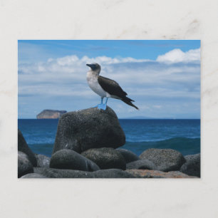 Blaufüßiger Vogel Postkarte