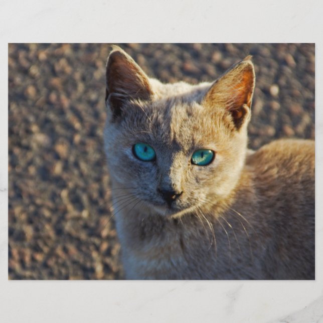Blaugäugige Katze Flyer (Vorne)