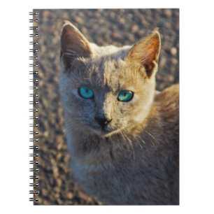 Blaugäugige Katze Notizblock