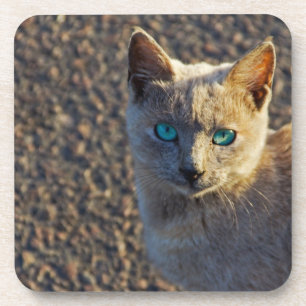 Blaugäugige Katze Untersetzer
