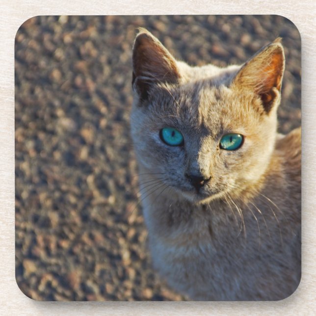 Blaugäugige Katze Untersetzer (Vorderseite)