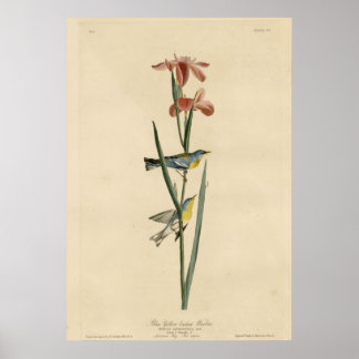 Blaugelber Rücken Warbler Poster