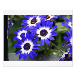 Blaugemalte Gänseblümchen Fotodruck