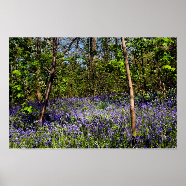 Blauglocken im Wald Poster (Vorne)