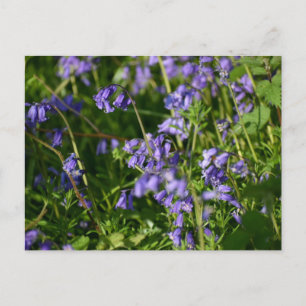 Blauglocken postkarte