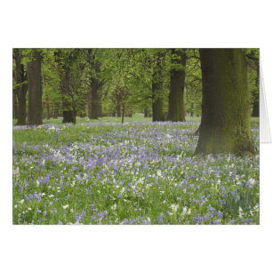 Blauglocken und Eichen im Frühling, Little Hagley