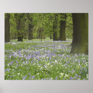 Blauglocken und Eichen im Frühling, Little Hagley Poster