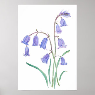 Blauglockenblumen Wasserfarben Blumen Poster