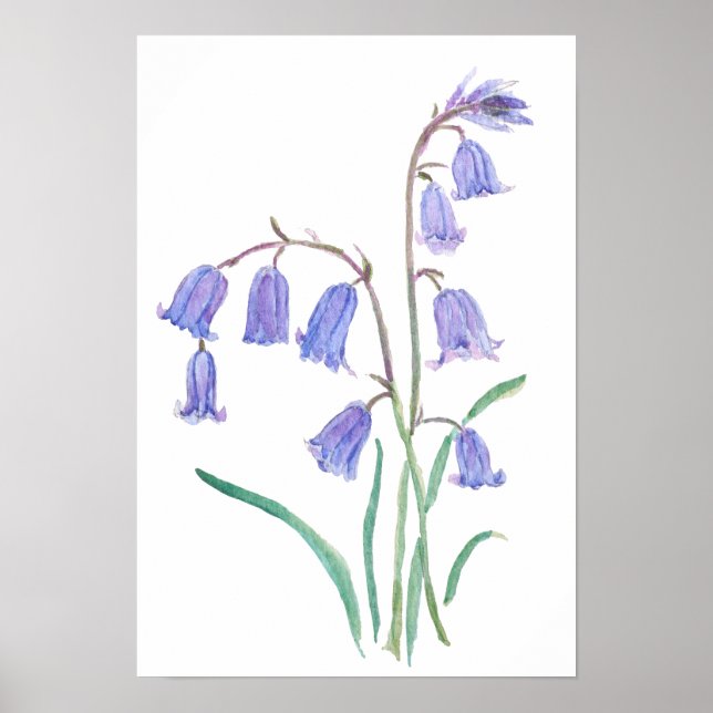 Blauglockenblumen Wasserfarben Blumen  Poster (Vorne)