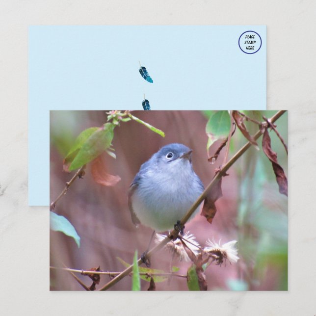 Blaugraue Gnatcatcher Backyard Bird Postkarte (Vorne/Hinten)