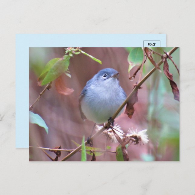 Blaugraue Gnatcatcher Backyard Bird Postkarte (Vorne/Hinten)