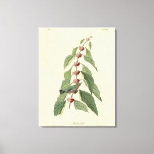 Blaugrün von Audubons Vögeln von Amerika Leinwanddruck