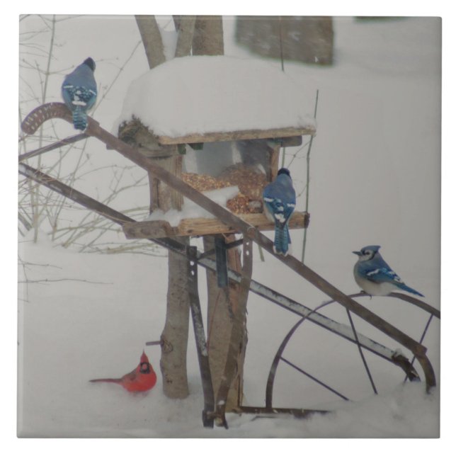 Blauhäher beim Frühstück Fliese (Vorderseite)