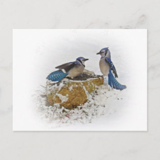 Blauhäher im Winter Postkarte