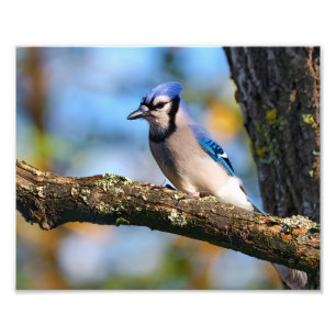 Blauhäher-Vogel Fotodruck