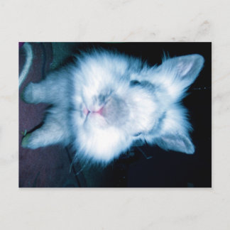 Blauhase Postkarte