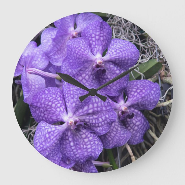 Blauhawaiianische Orchideen Große Wanduhr (Vorderseite)