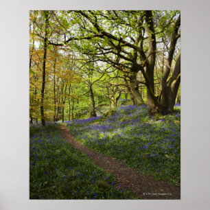 Blauholz Poster