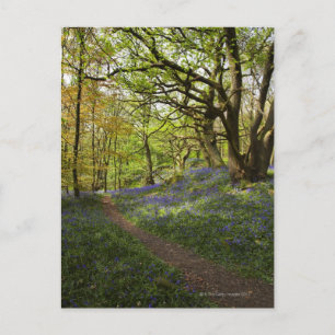 Blauholz Postkarte