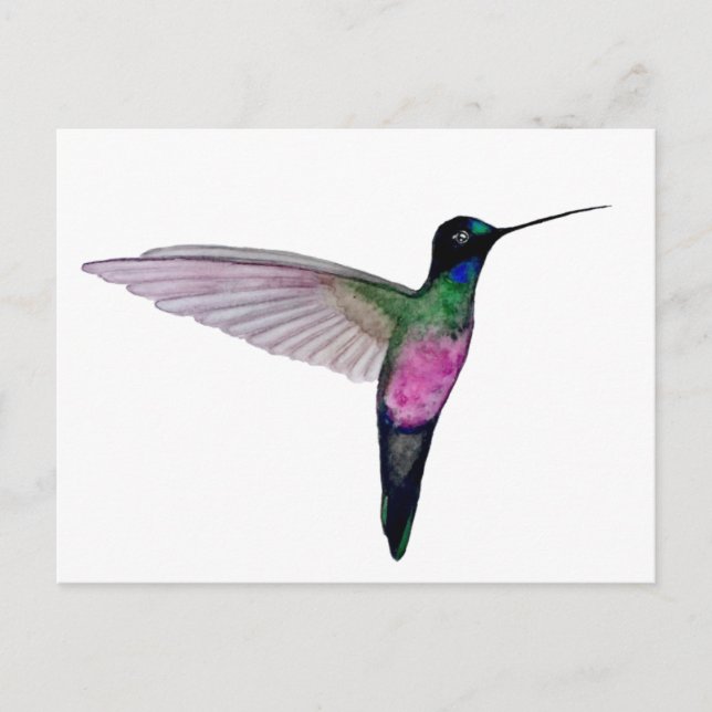 Blaukehl-Sternkolibri Postkarte (Vorderseite)