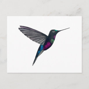 Blaukehl-Sternkolibri Postkarte