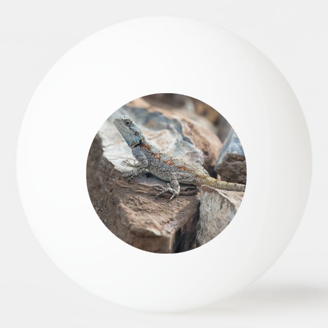 BlaukopfAgama Tischtennisball (Vorderseite)