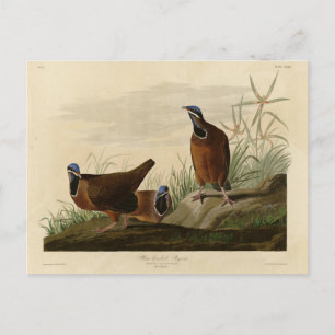 Blaukopftaube von Audubons Vögeln von Amerika Postkarte