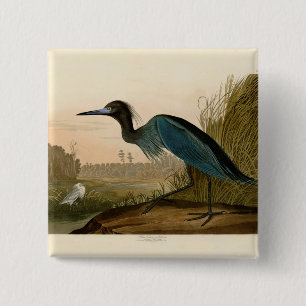 Blaukranich-Reiher-Audubon-Druck Küstenkunst Button