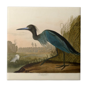 Blaukranich-Reiher Audubon-Druck Küstenkunst Fliese