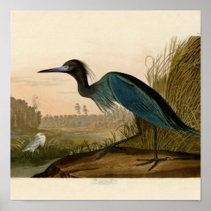 Blaukranich-Reiher-Audubon-Druck Küstenkunst Poster