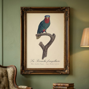 Blaukronenlori, Vini Australis Fotodruck