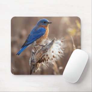 Blaumeise auf einer Seidenpflanzenkapsel Mousepad