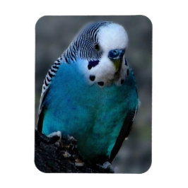 Blauparakeet Magnet