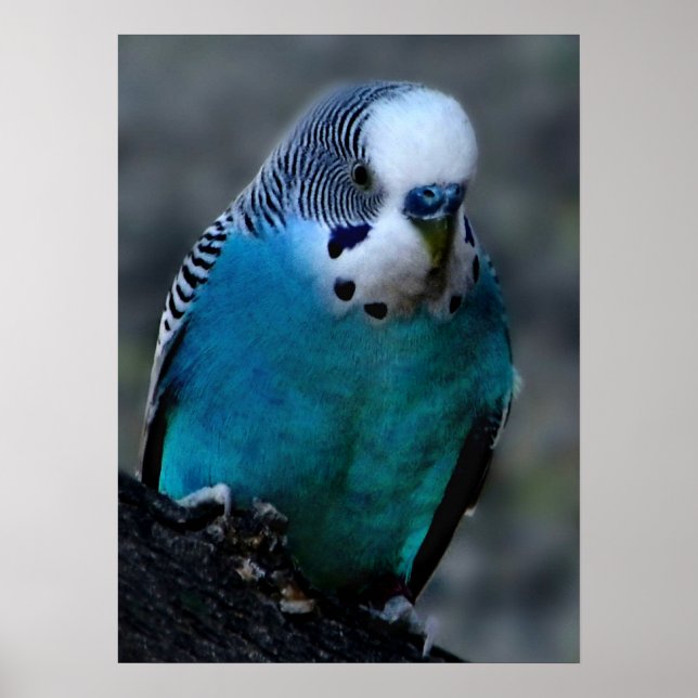 Blauparakeet Poster (Vorne)