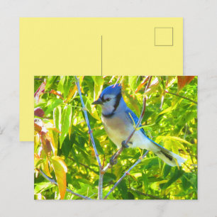 Blaurabe in Baum Natur individuell Postkarte