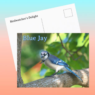 Blauraben-Fotografie-Natur-Individualisierbar Postkarte