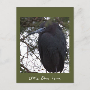 Blaureiher-Postkarte Postkarte