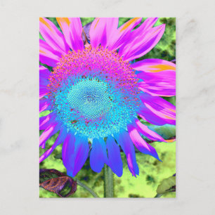 Blaurosa funky Retro-Sonnenblumen Foto Postkarte