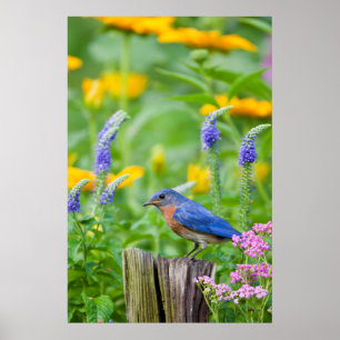 Blaurücken-Waldsänger-Männchen auf Zaunpfosten im  Poster