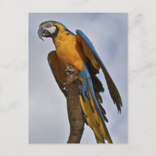 Blaurückenara Postkarte