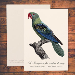Blaurückenpapagei, Tanygnathus Megalorynchos Dankeskarte