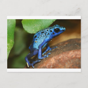 Blauschimmelfrosch Postkarte