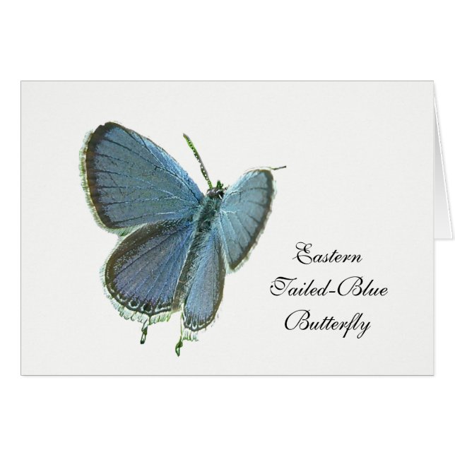 Blauschmetterling (Vorderseite (Horizontal))